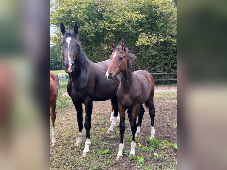 Hanoverian Stallion Foal (04/2025) Bay-Dark in Lauenburg