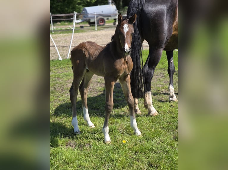 Hanoverian Stallion  Bay-Dark in Lauenburg