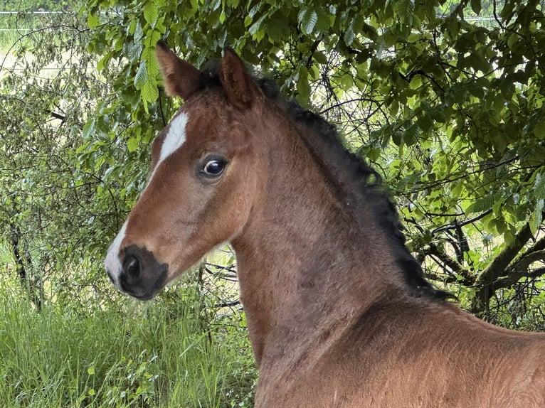 Hanoverian Stallion  Bay-Dark in Lauenburg