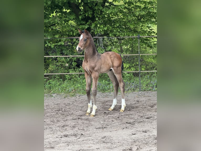 Hanoverian Stallion  Bay-Dark in Lauenburg