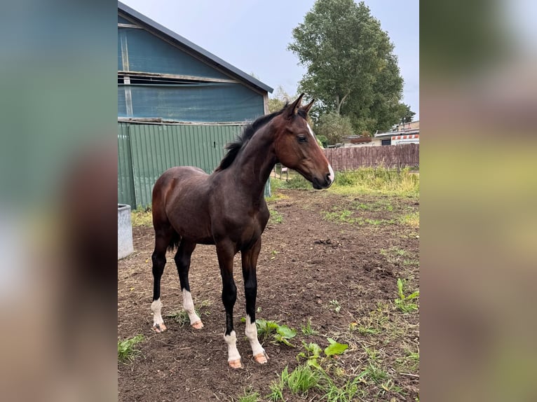 Hanoverian Stallion Foal (04/2025) Bay-Dark in Lauenburg