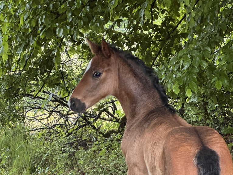 Hanoverian Stallion  Bay-Dark in Lauenburg