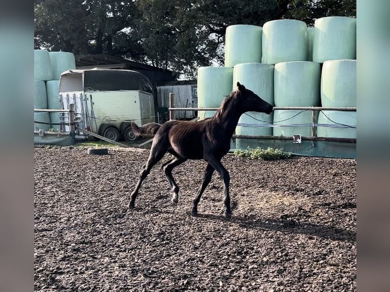 Hanoverian Stallion  Bay-Dark in Drangstedt