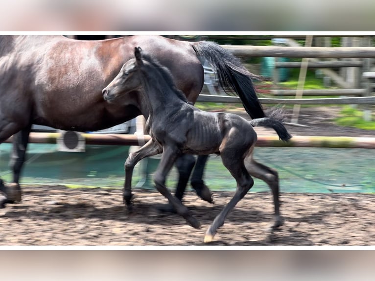 Hanoverian Stallion  Bay-Dark in Drangstedt