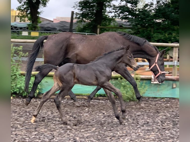 Hanoverian Stallion  Bay-Dark in Drangstedt