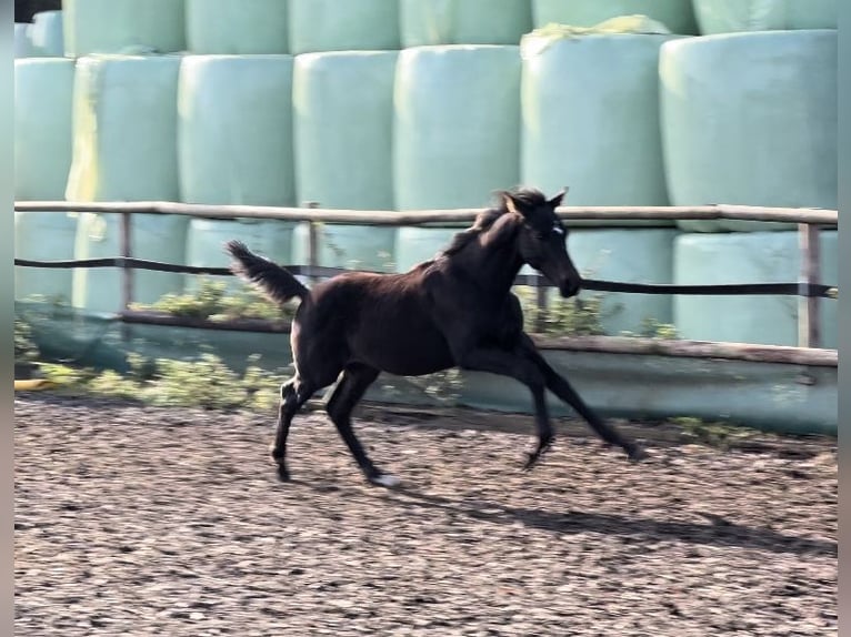 Hanoverian Stallion  Bay-Dark in Drangstedt