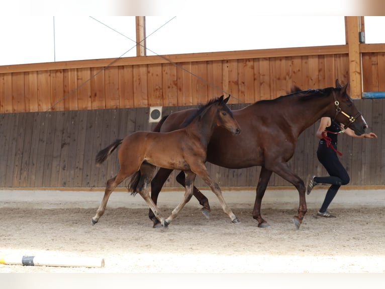 Hanoverian Stallion  Bay-Dark in M&#xFC;den (Aller)