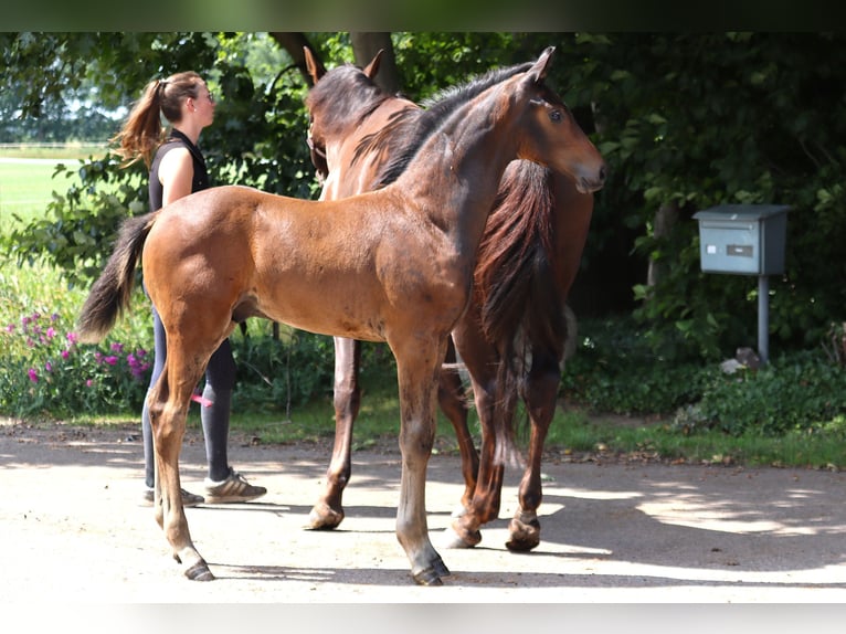 Hanoverian Stallion  Bay-Dark in M&#xFC;den (Aller)