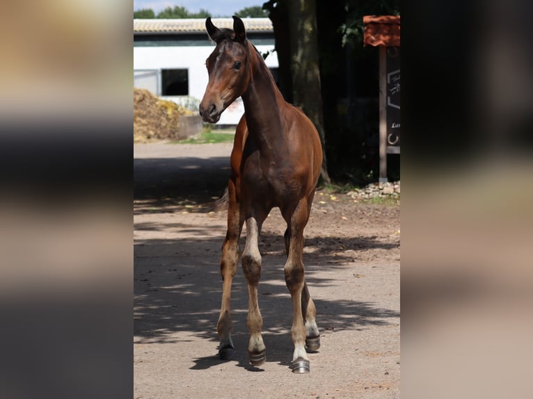 Hanoverian Stallion  Bay-Dark in M&#xFC;den (Aller)