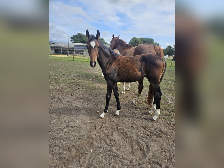 Hanoverian Stallion Foal (03/2026) Bay-Dark in Nordhastedt