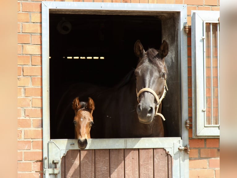 Hanoverian Stallion Foal (06/2024) Bay-Dark in Niendorf