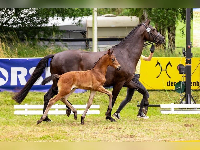 Hanoverian Stallion Foal (06/2024) Bay-Dark in Niendorf