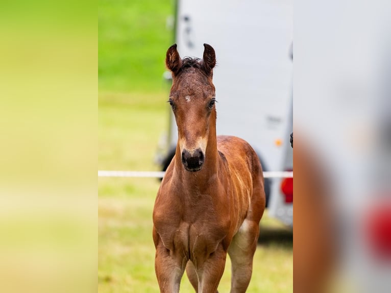 Hanoverian Stallion Foal (06/2024) Bay-Dark in Niendorf