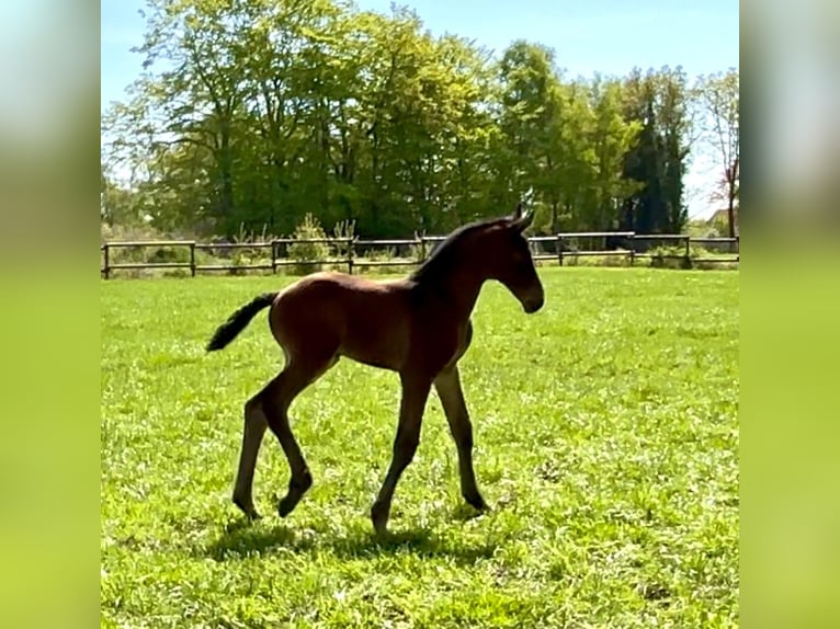 Hanoverian Stallion Foal (04/2025) Bay-Dark in Aurich