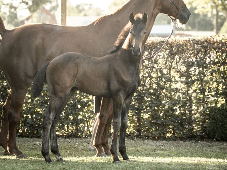 Hanoverian Stallion Foal (05/2025) Bay-Dark in Rahden