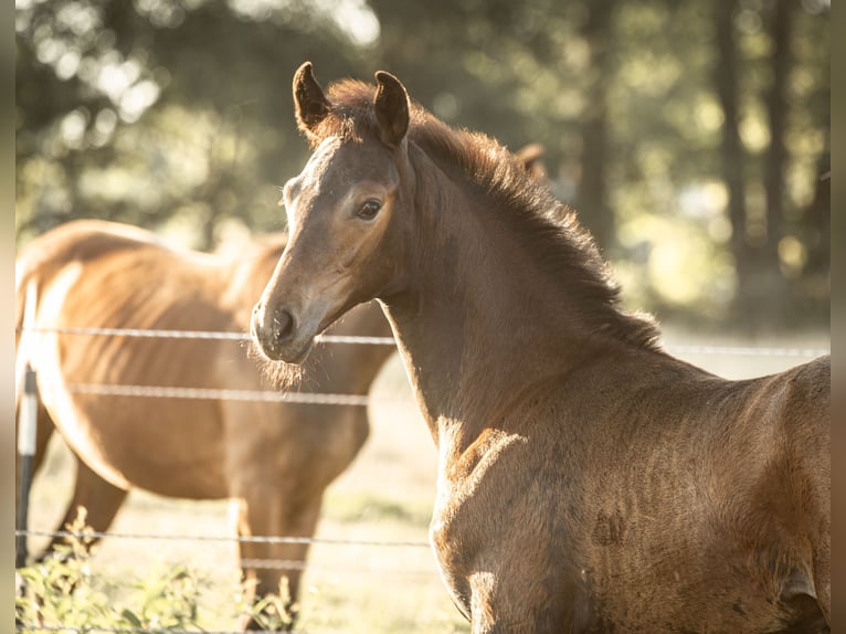 Hanoverian Stallion Foal (05/2025) Bay-Dark in Rahden