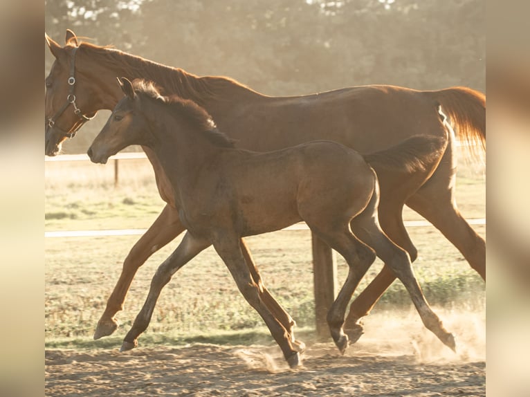 Hanoverian Stallion Foal (05/2025) Bay-Dark in Rahden