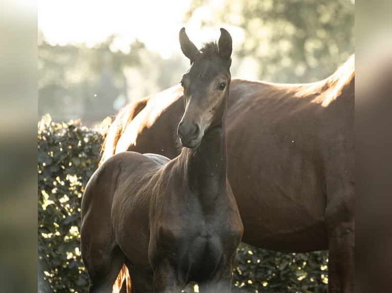 Hanoverian Stallion Foal (05/2025) Bay-Dark in Rahden