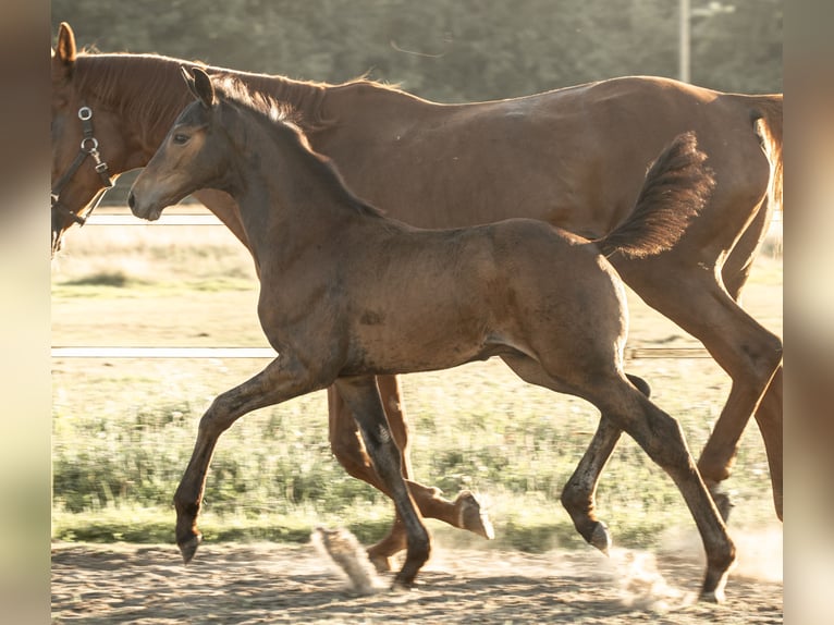 Hanoverian Stallion Foal (05/2025) Bay-Dark in Rahden
