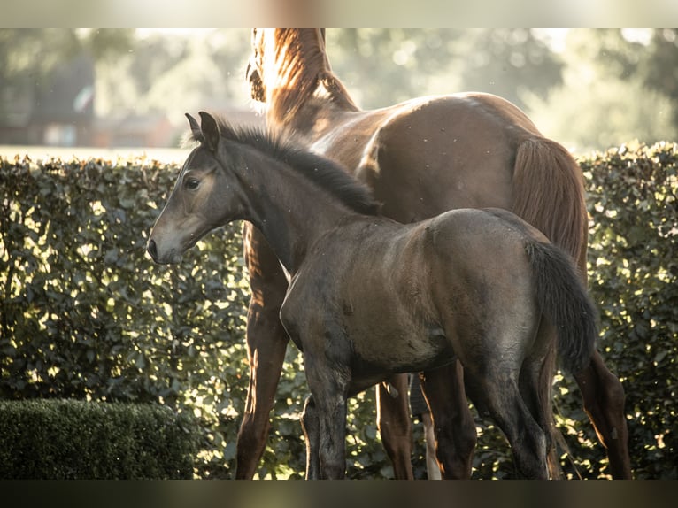 Hanoverian Stallion Foal (05/2025) Bay-Dark in Rahden