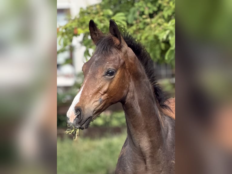 Hanoverian Stallion Foal (02/2026) Bay-Dark in Velpke