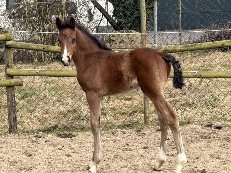Hanoverian Stallion Foal (02/2026) Bay-Dark in Velpke