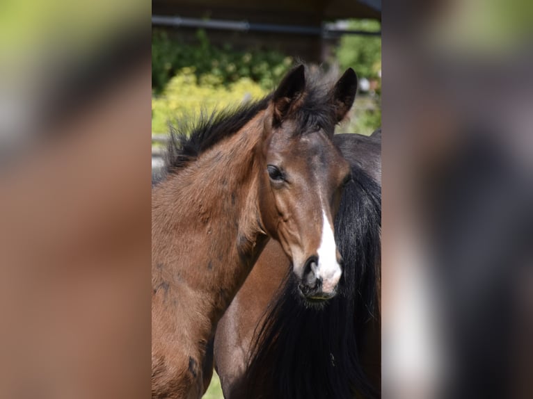 Hanoverian Stallion Foal (02/2026) Bay-Dark in Velpke