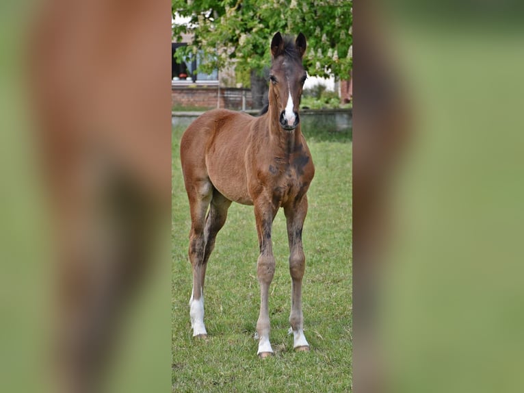 Hanoverian Stallion Foal (02/2026) Bay-Dark in Velpke