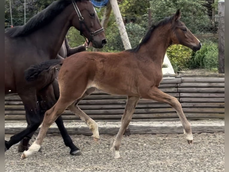 Hanoverian Stallion Foal (02/2026) Bay-Dark in Velpke