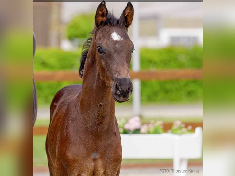 Hanoverian Stallion  Bay-Dark in Verden (Aller)