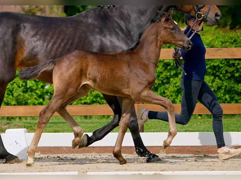 Hanoverian Stallion  Bay-Dark in Verden (Aller)