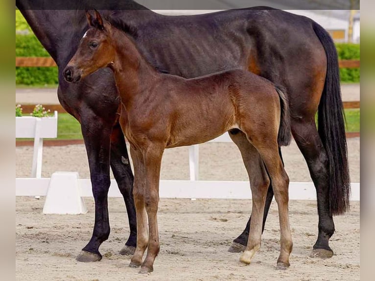 Hanoverian Stallion  Bay-Dark in Verden (Aller)