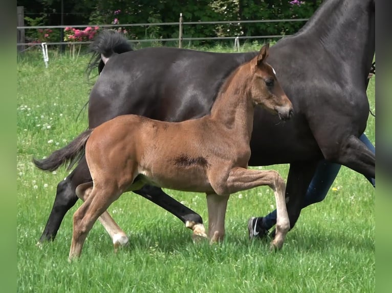 Hanoverian Stallion Foal (04/2026) Bay-Dark in Visbek