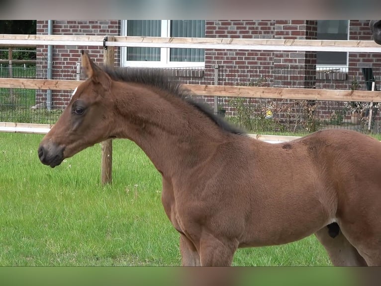 Hanoverian Stallion Foal (04/2026) Bay-Dark in Visbek