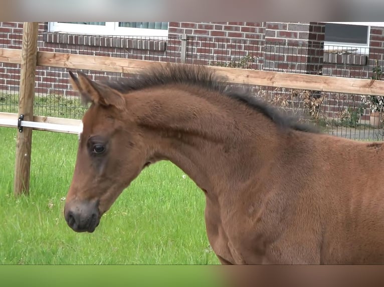 Hanoverian Stallion Foal (04/2026) Bay-Dark in Visbek