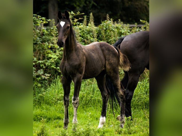 Hanoverian Stallion Foal (04/2023) Bay-Dark in Waabs