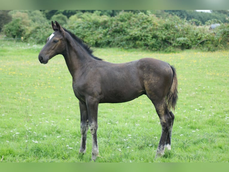 Hanoverian Stallion Foal (04/2023) Bay-Dark in Waabs