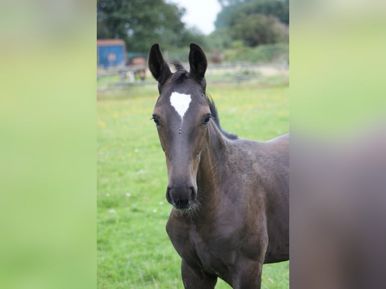 Hanoverian Stallion Foal (04/2023) Bay-Dark in Waabs