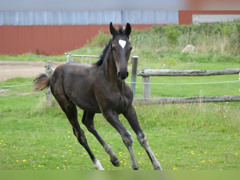 Hanoverian Stallion Foal (04/2023) Bay-Dark in Waabs