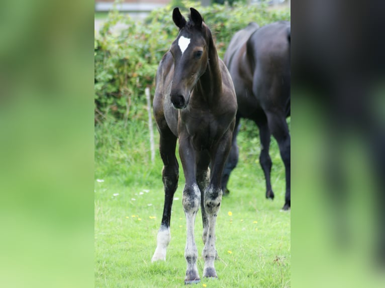 Hanoverian Stallion Foal (04/2023) Bay-Dark in Waabs