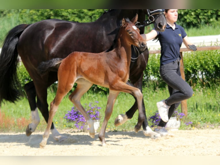 Hanoverian Stallion  Bay-Dark in Wingst