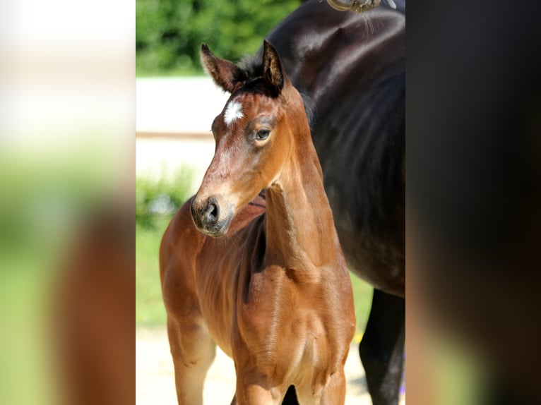 Hanoverian Stallion  Bay-Dark in Wingst