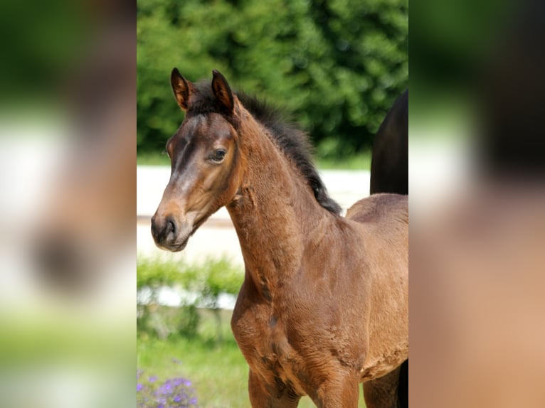 Hanoverian Stallion Foal (04/2025) Bay-Dark in Wingst