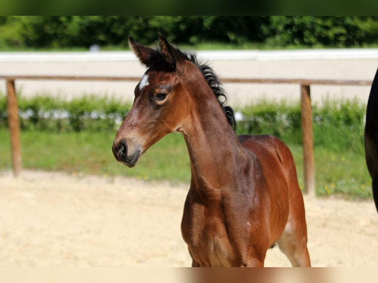 Hanoverian Stallion  Bay-Dark in Wingst