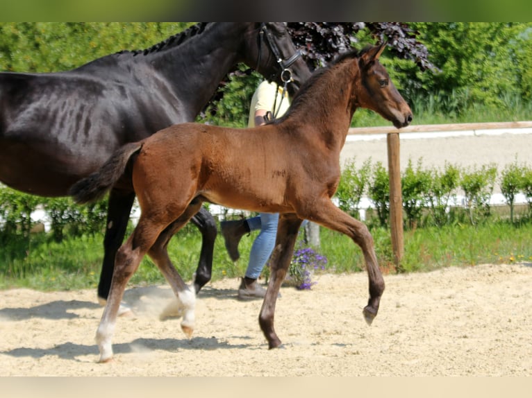 Hanoverian Stallion Foal (04/2025) Bay-Dark in Wingst