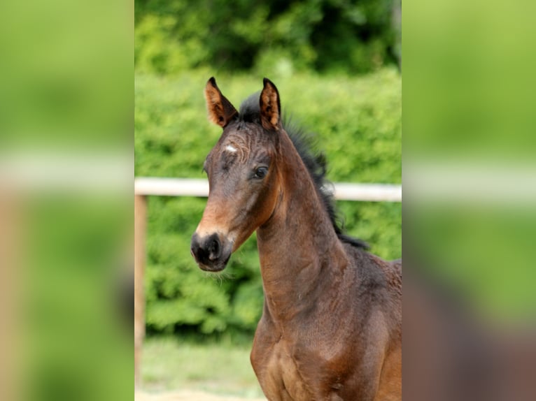 Hanoverian Stallion Foal (04/2025) Bay-Dark in Wingst