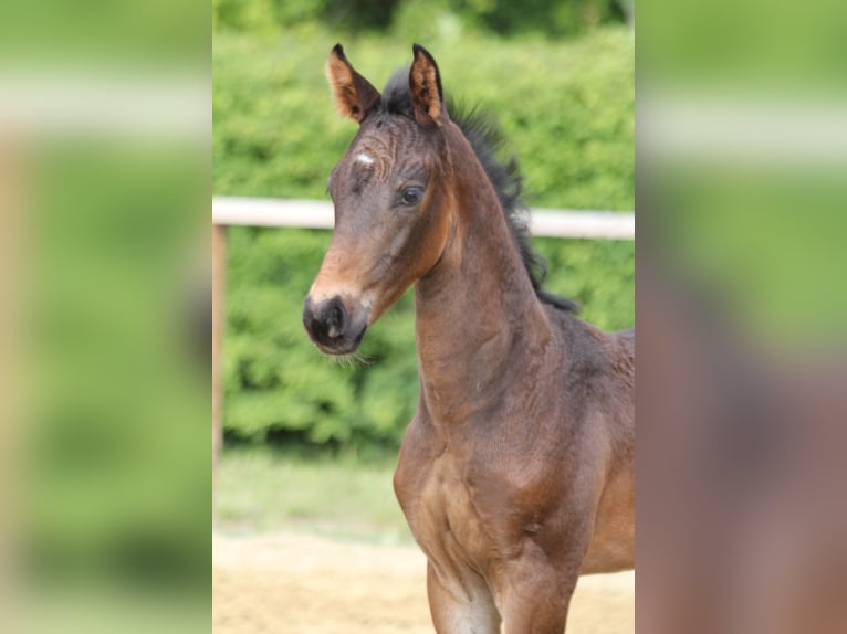 Hanoverian Stallion Foal (04/2025) Bay-Dark in Wingst