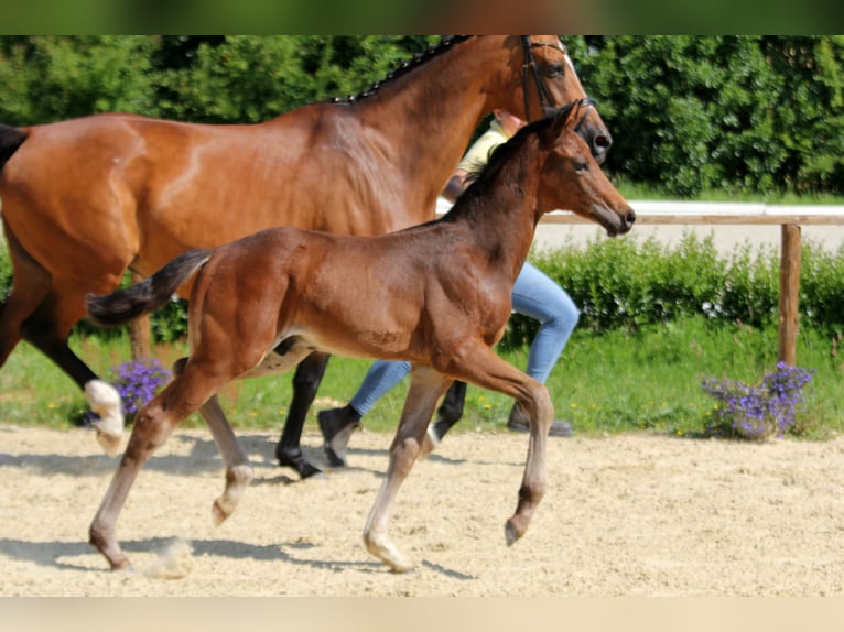 Hanoverian Stallion Foal (04/2025) Bay-Dark in Wingst