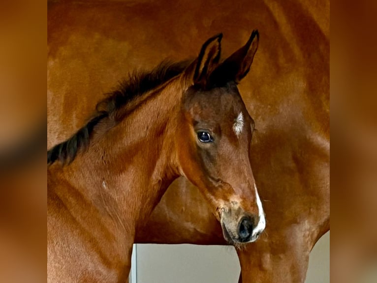 Hanoverian Stallion Foal (04/2025) Bay-Dark in Wingst