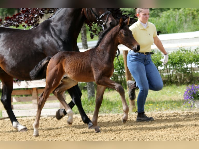 Hanoverian Stallion Foal (04/2025) Bay-Dark in Wingst